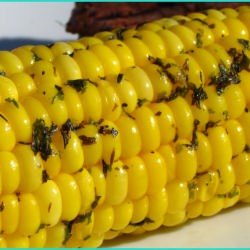 Herbed Corn on the Cob