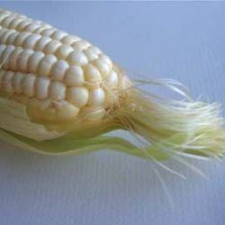 Fresh Corn Salad