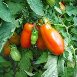 San Marzano Tomatoes in Our Garden