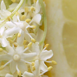 Elderflower Jelly