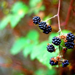 Blackberries in My Garden
