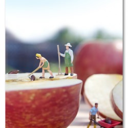 An Apple a Day Could Save a Species