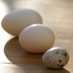Duck, Bantam and Quail Egg