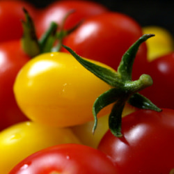 Yellow Pear Tomato
