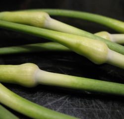 Garlic Scapes