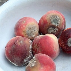 Stop Food Waste