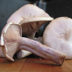 Blue Foot Mushrooms