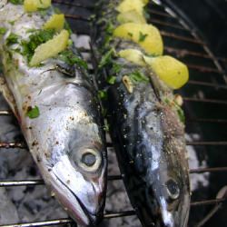 BBQ Mackerel