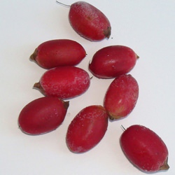 Mysterious Miracle Fruit