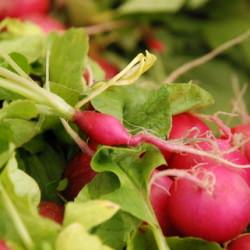 Radish Photography
