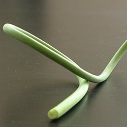 Garlic Scape