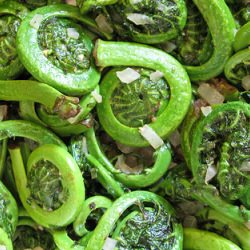 Fiddlehead Ferns