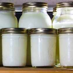 Homemade Yogurt