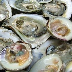 Oysters and Clams