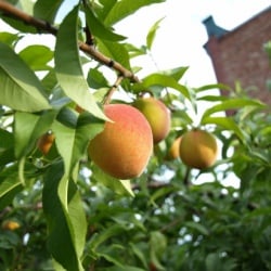 Fresh Peaches
