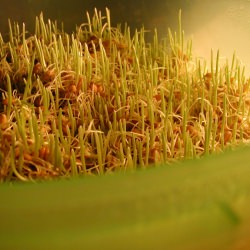 Sprouts