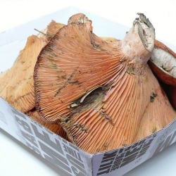 Saffron Milk Cap Mushrooms