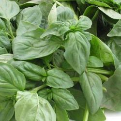 Garden Fresh Basil