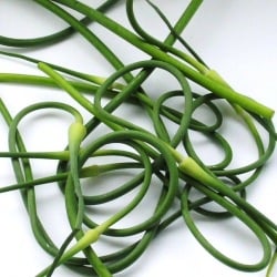 Garlic Scapes