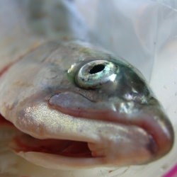 Salmon