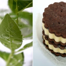 Lemon Verbena Ice Cream Sandwiches