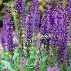 Lavender Simple Syrup