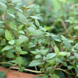 Fresh Thyme