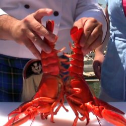 Lobster Gender?
