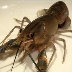 Yabbie