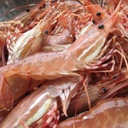 Spot Prawns