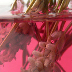 Lavender Vinegar