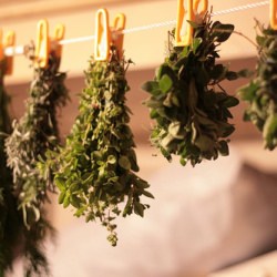 How to: Dry Herbs