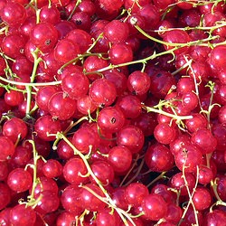 Red Currant