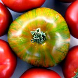Tomatoes