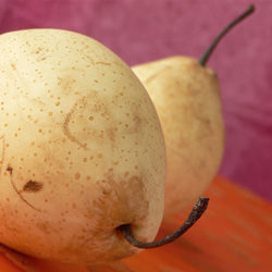 Nashi Pears