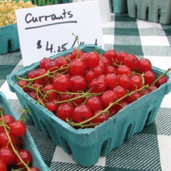 Currants