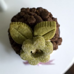 Filbert Gateau