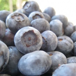 Blueberries