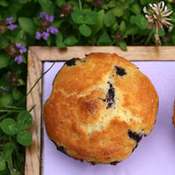 Blueberry Muffin