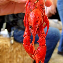 Spicy Cajun Crawfish