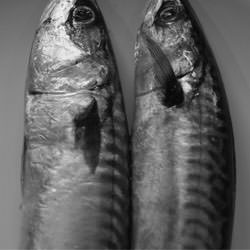 Fresh Mackerel