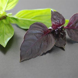 Thai Basil
