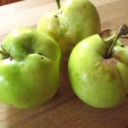 Apple Quesadillas