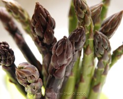 Asparagus Loves Béchamel