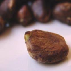 Breadfruit Seeds