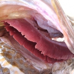 Gills (Mama’s Fish Head Soup)