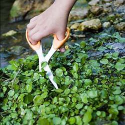 Super-Fresh Watercress in Flatbread