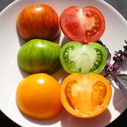 Zebra Tomatoes