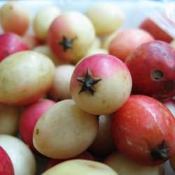 Exotic Fruit