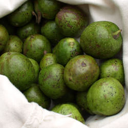 Fresh Walnuts